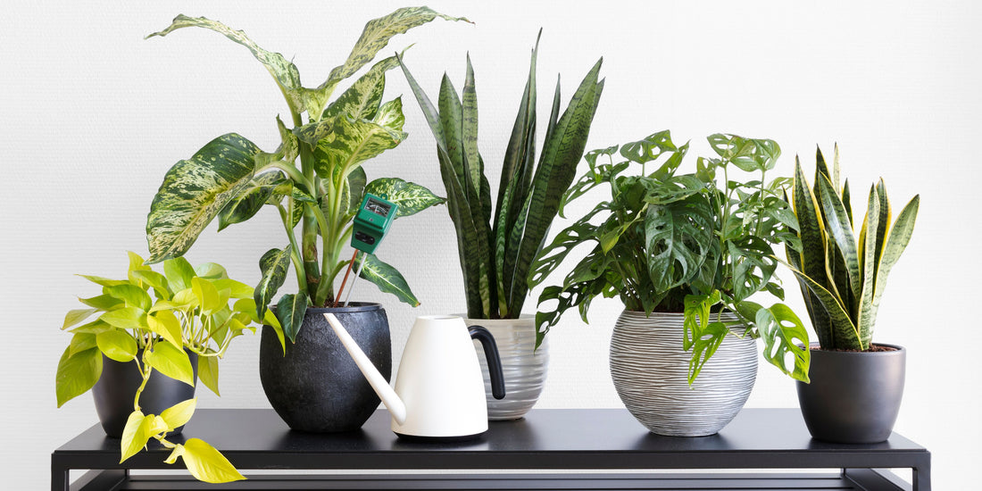 Why you need to fill your home with houseplants...